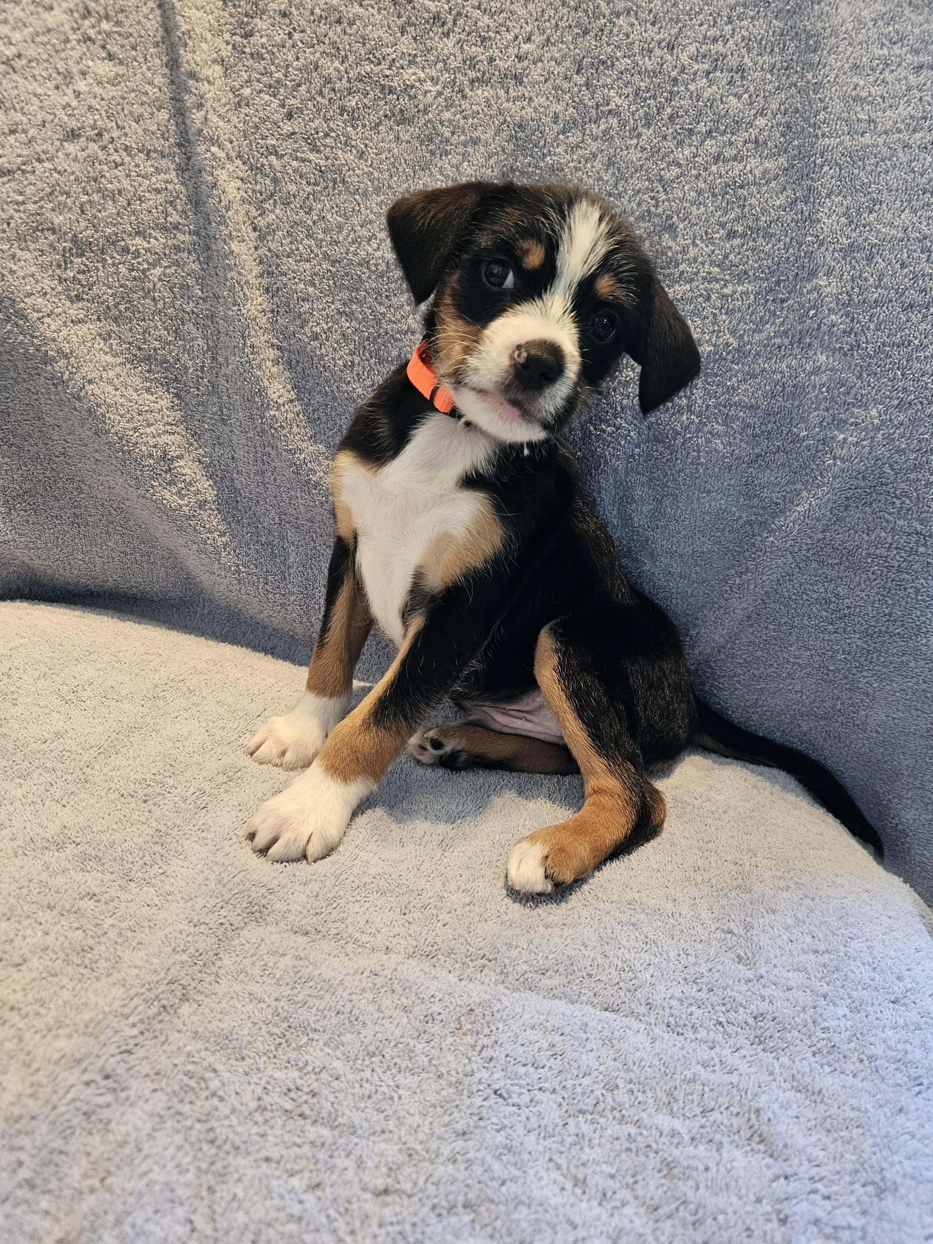Feist pup male, ADOPTABLE, Puppy Male Feist.