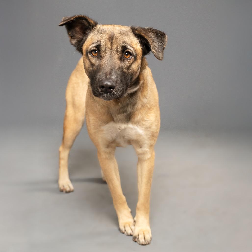 Enlarge Princess P, a Adoptable German Shepherd Dog in Palm Springs, CA image 1/4