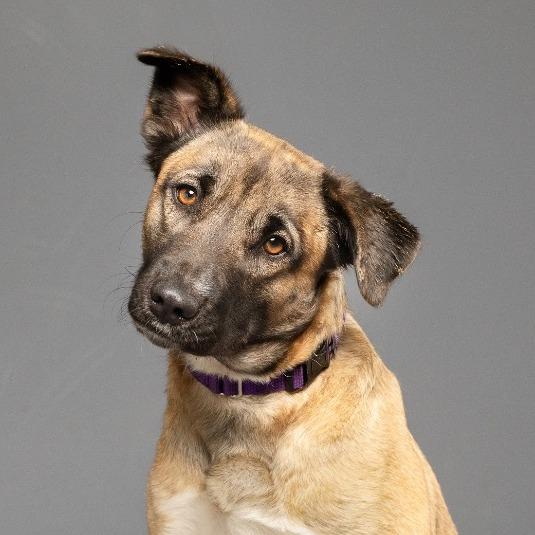 Enlarge Princess P, a Adoptable German Shepherd Dog in Palm Springs, CA image 2/4