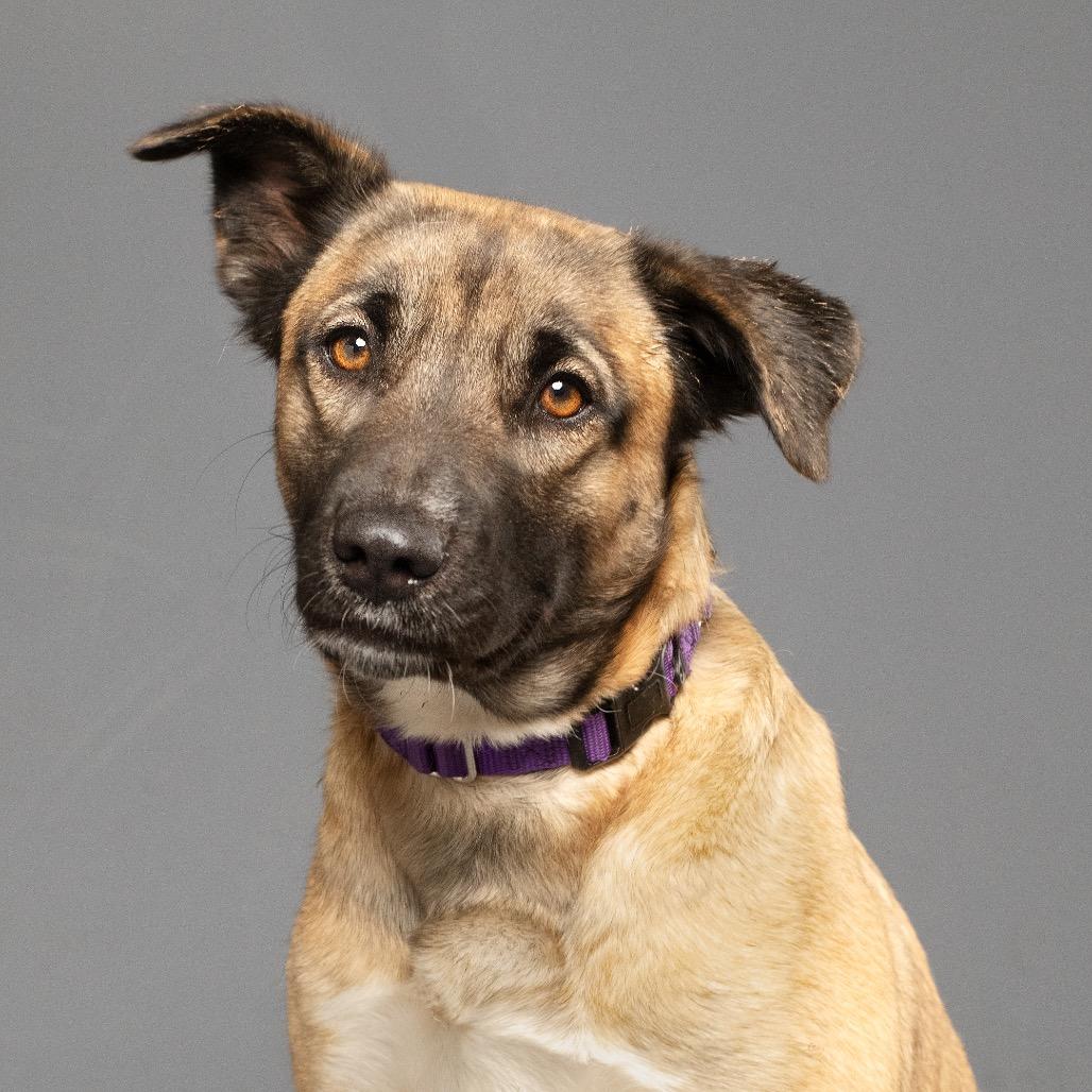 Enlarge Princess P, a Adoptable German Shepherd Dog in Palm Springs, CA image 3/4