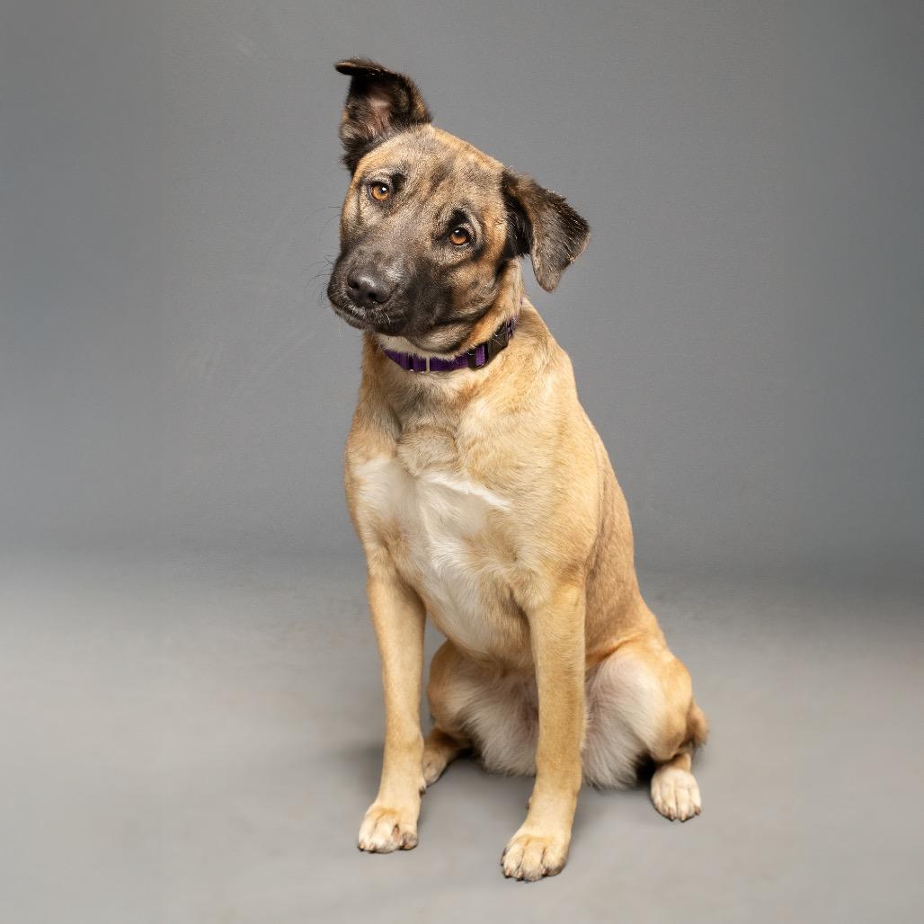 Enlarge Princess P, a Adoptable German Shepherd Dog in Palm Springs, CA image 4/4
