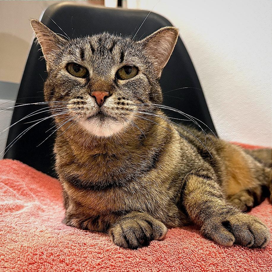 Enlarge Tigress, a Adoptable Domestic Short Hair in Murray, UT image 1/1