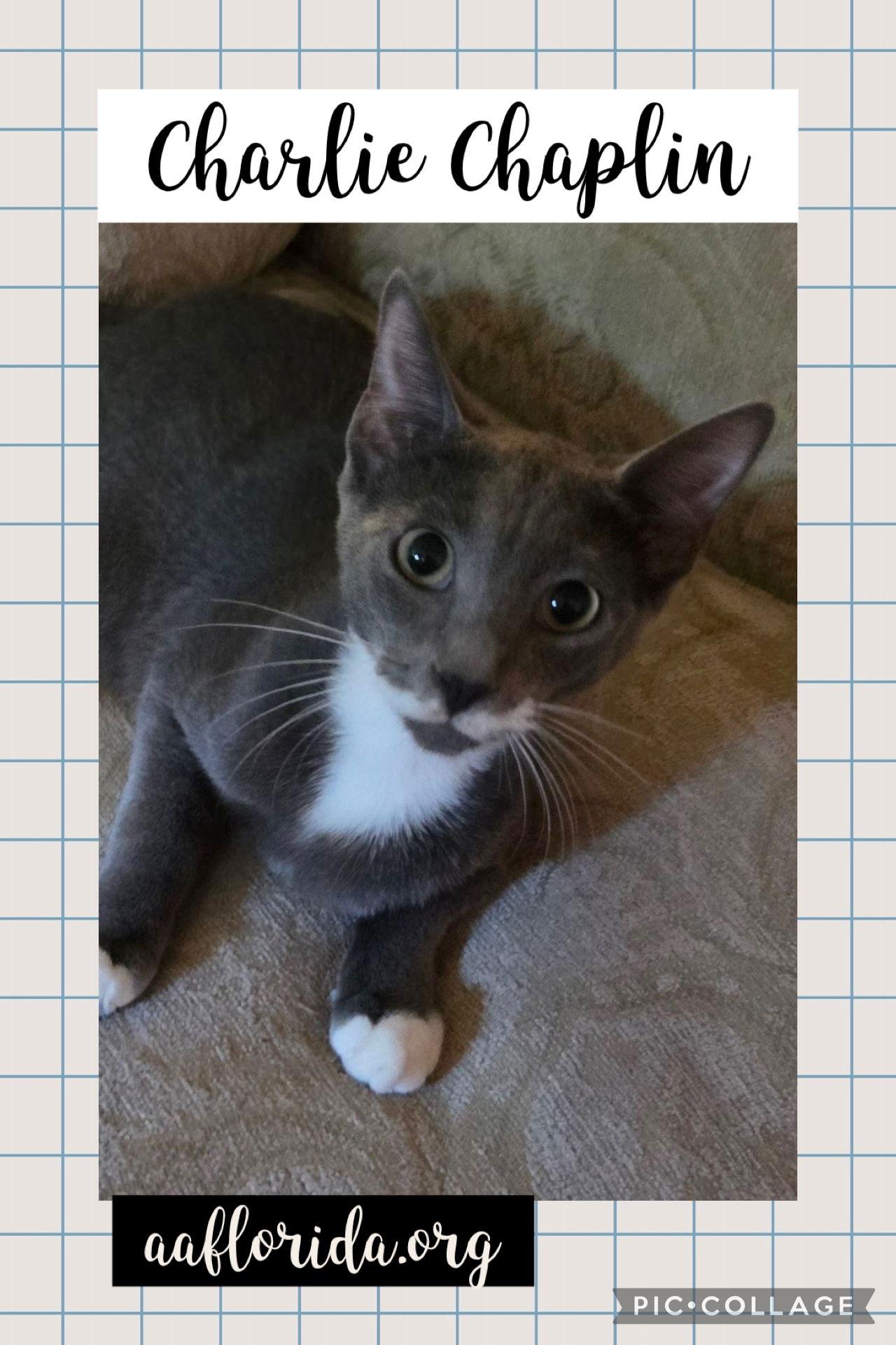 Charlie Chaplin, a Adoptable mixed breed in Pensacola, FL image 1/3