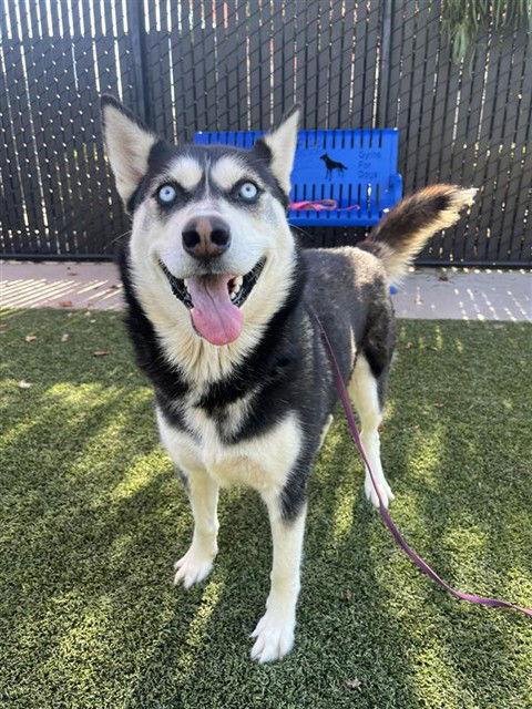 Roxy, Adopted, Adult Female Siberian Husky.