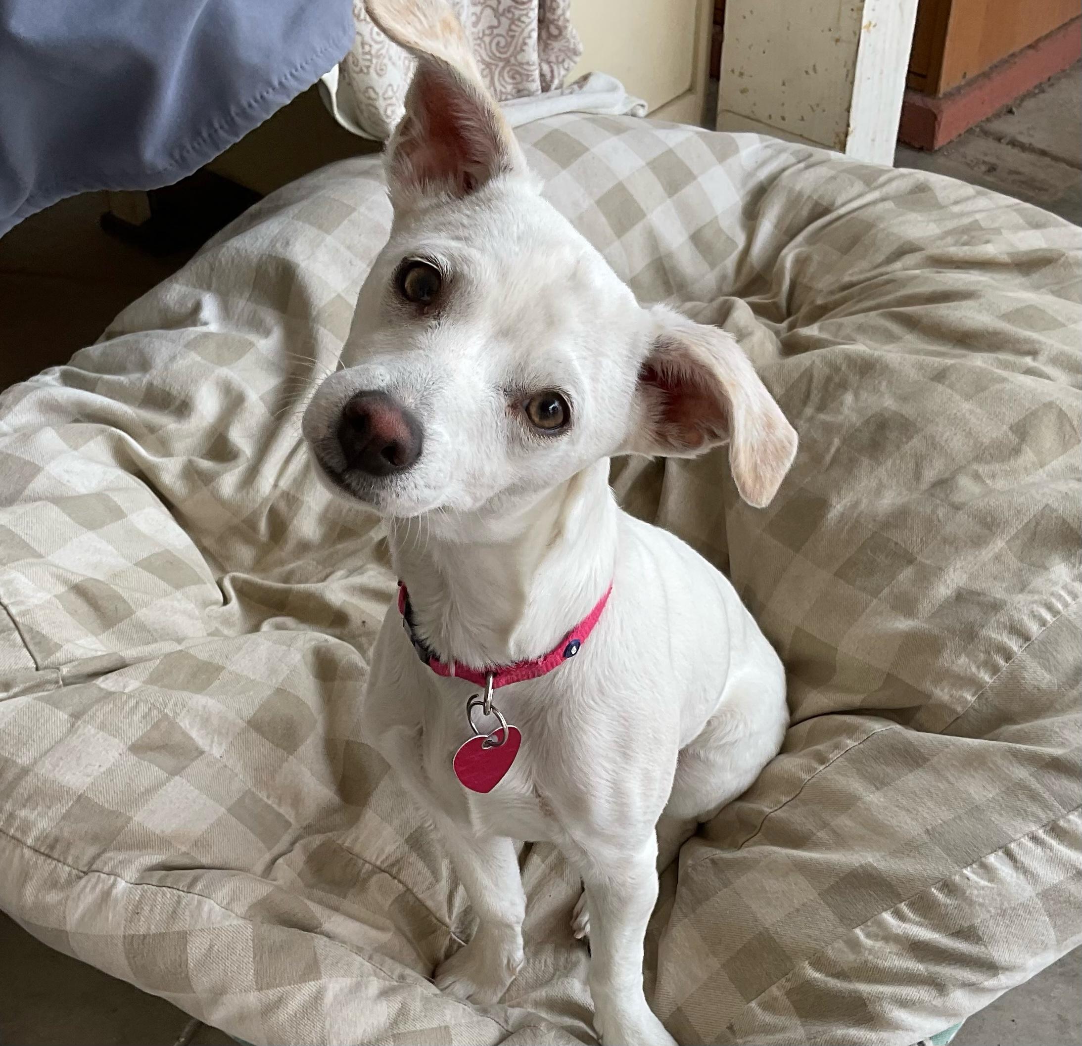 Sally, a Adoptable mixed breed in Burbank, CA image 2/6