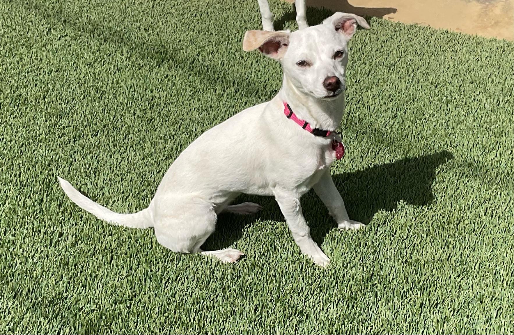 Sally, a Adoptable mixed breed in Burbank, CA image 4/6