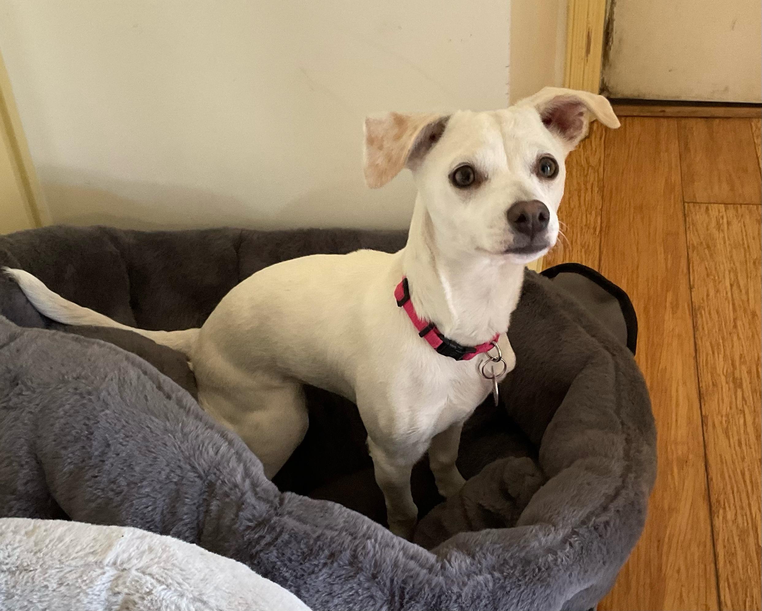 Sally, a Adoptable mixed breed in Burbank, CA image 1/6