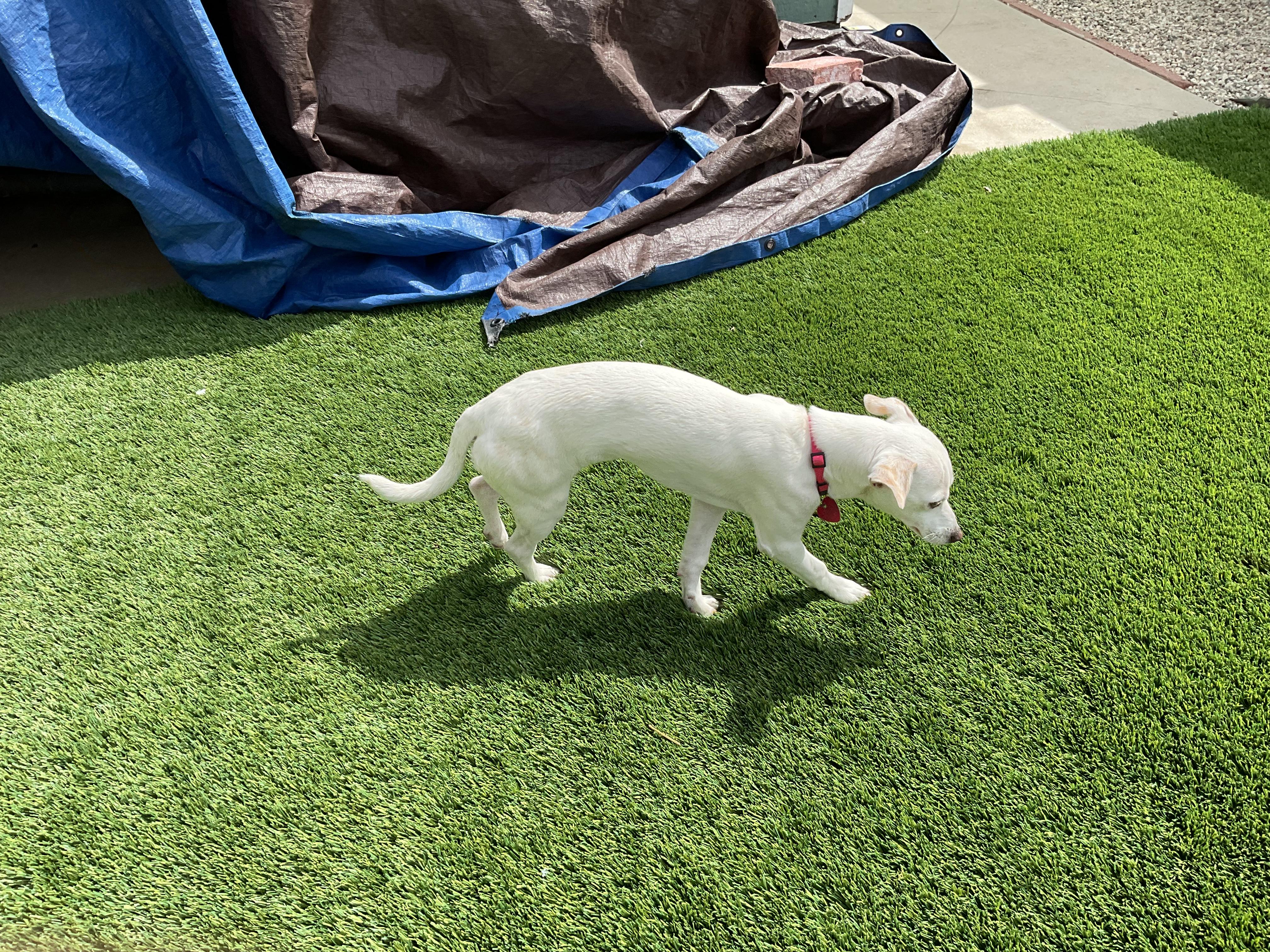 Sally, a Adoptable mixed breed in Burbank, CA image 5/6