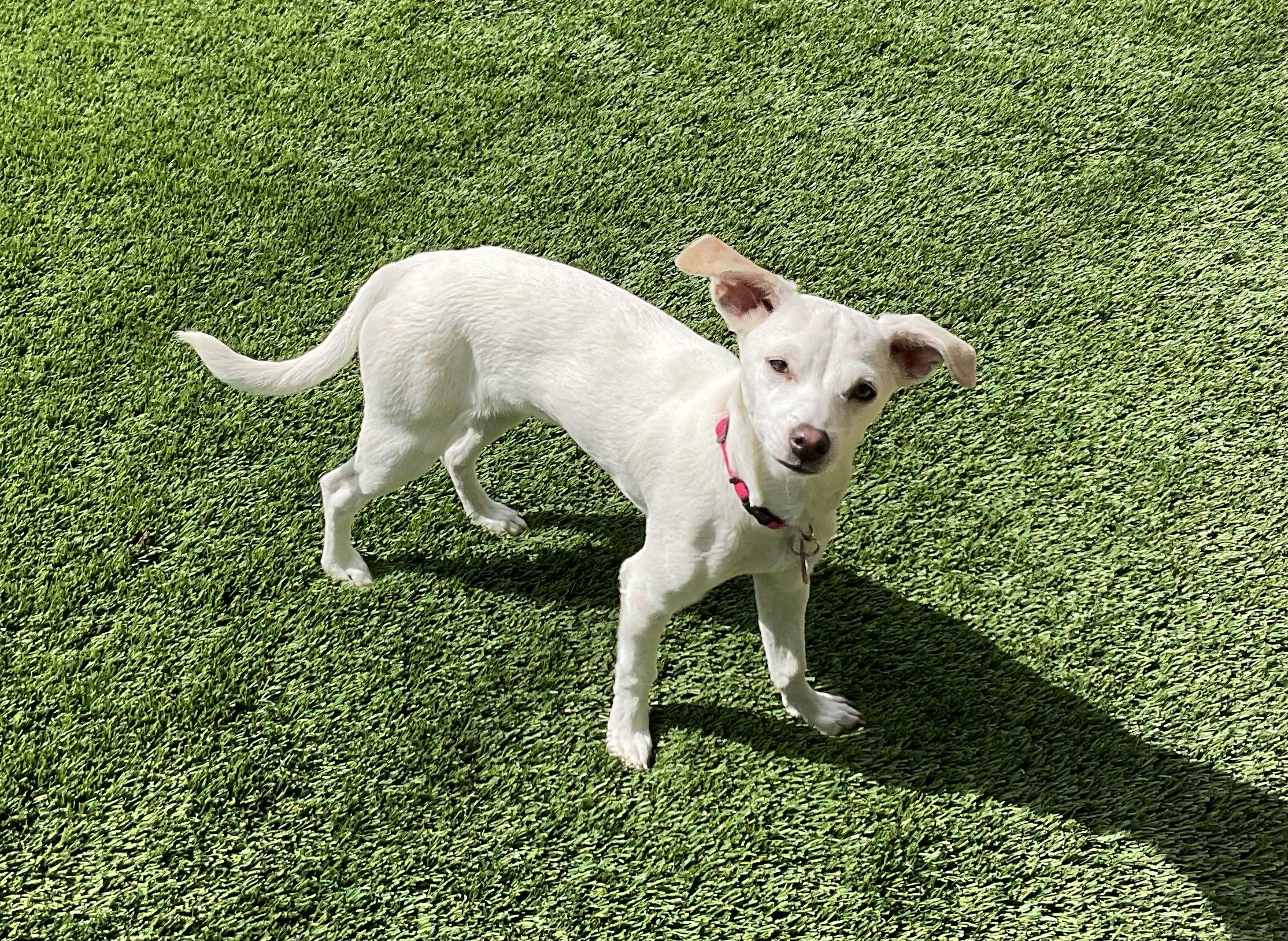 Sally, a Adoptable mixed breed in Burbank, CA image 3/6