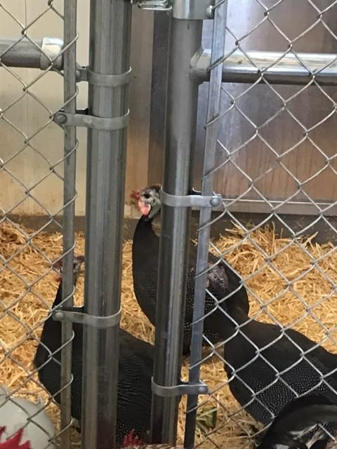 IRA, Adoptable, Young Male Chicken.