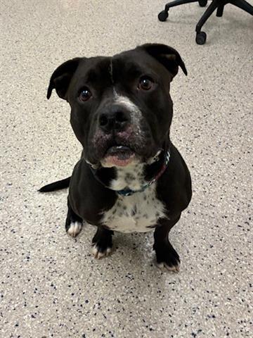 Enlarge CHINO, a Adoptable Pit Bull Terrier in Brighton, CO image 1/1