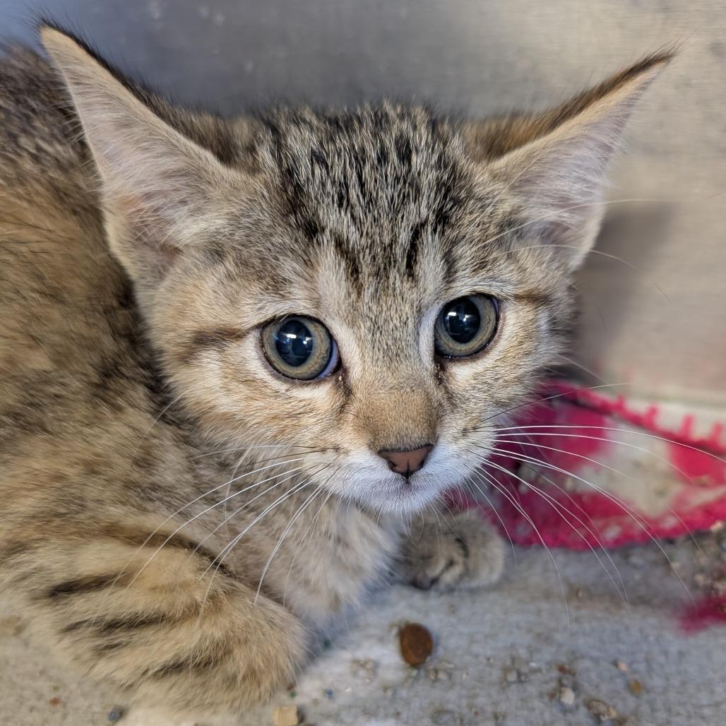 Enlarge Roo, a Adoptable Domestic Short Hair in Belleville, IL image 1/2