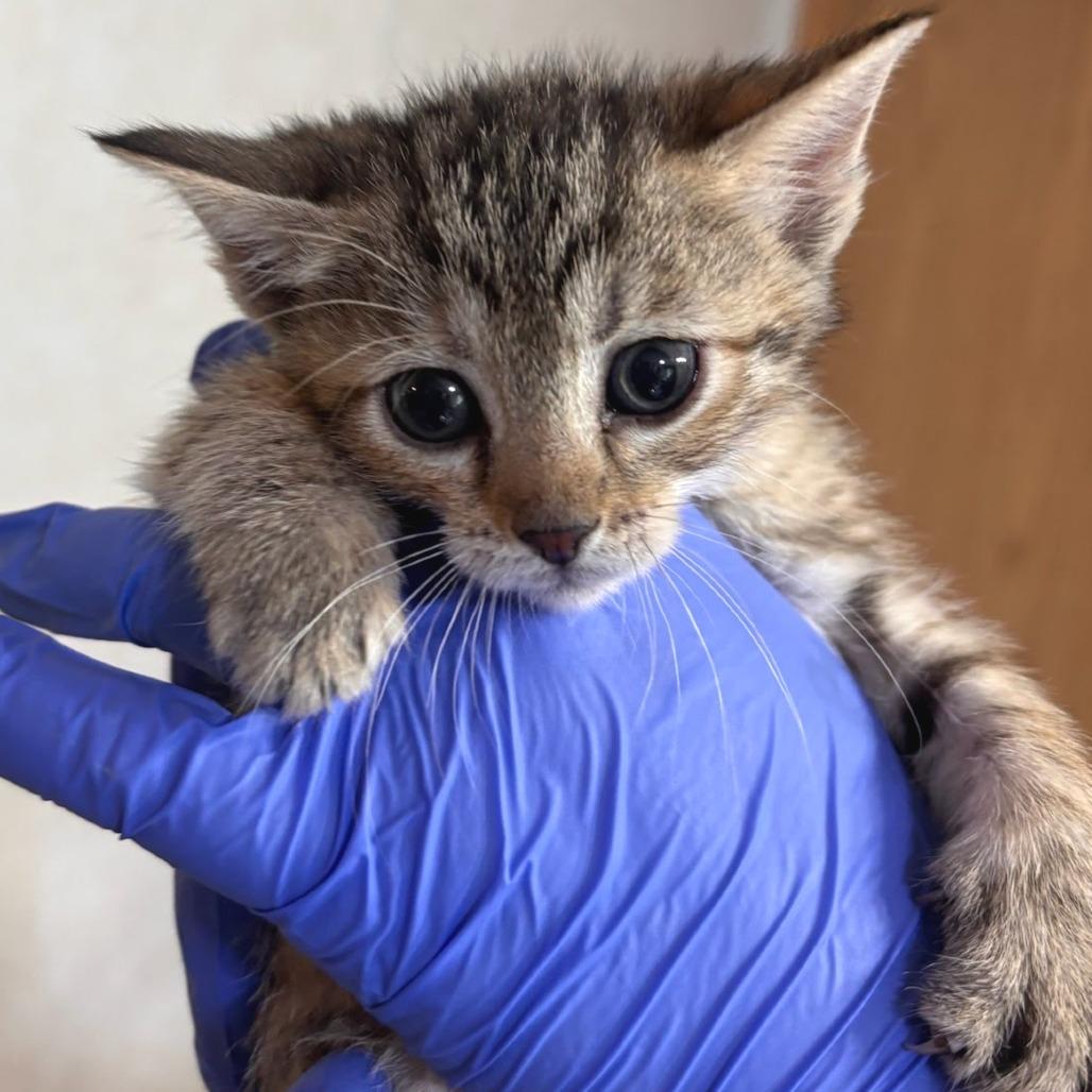 Enlarge Roo, a Adoptable Domestic Short Hair in Belleville, IL image 2/2