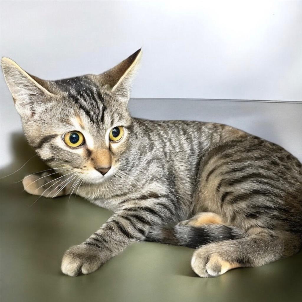 Cuddles, Adoptable, Young Female Domestic Short Hair.