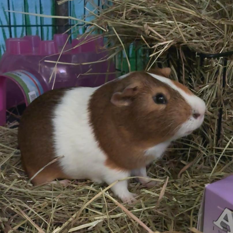 Pumpkin, a Adoptable mixed breed in Providence, RI image 1/4