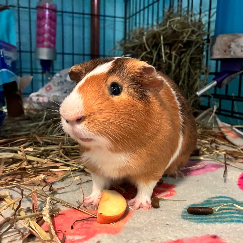 Pumpkin, a Adoptable mixed breed in Providence, RI image 2/6