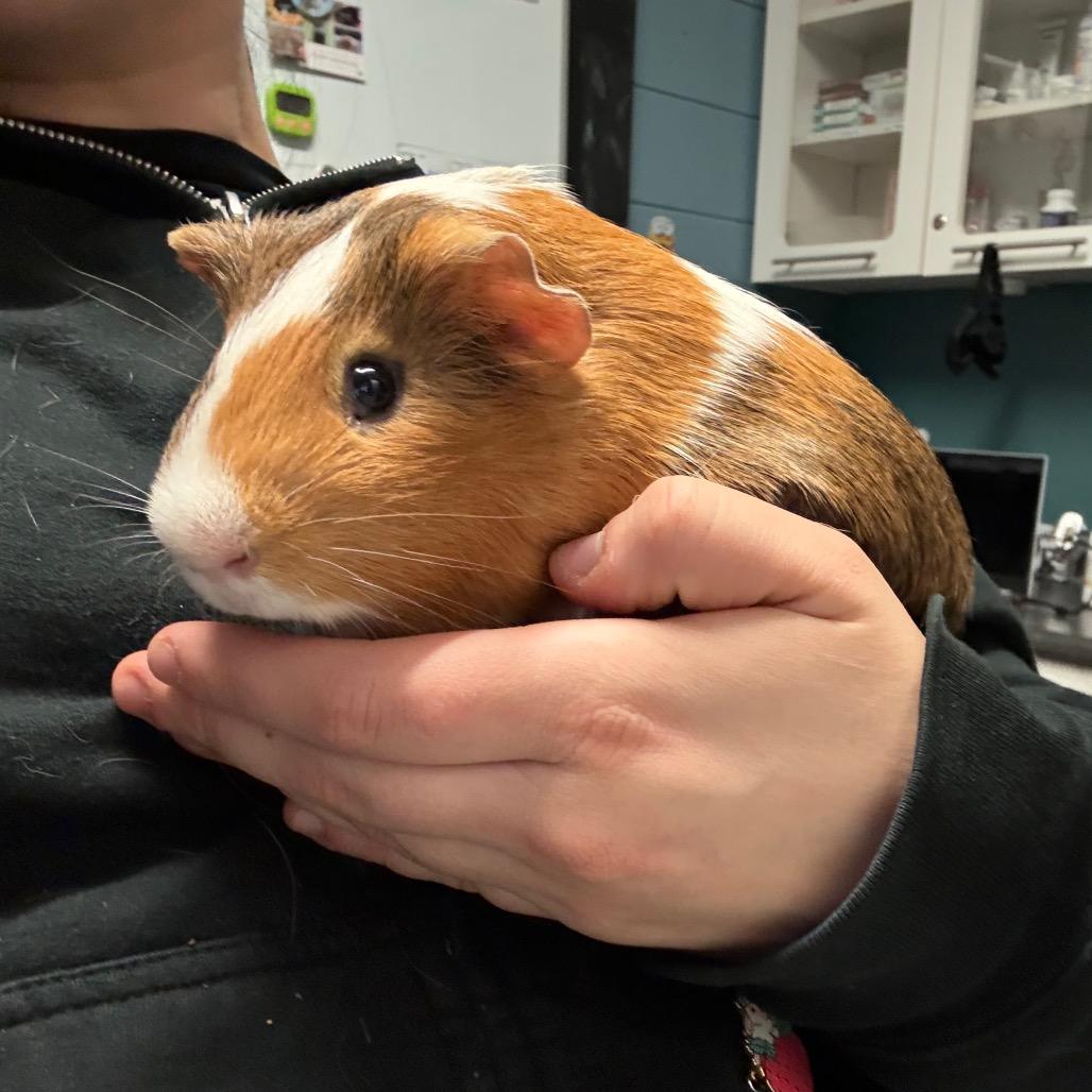 Pumpkin, a Adoptable mixed breed in Providence, RI image 2/4