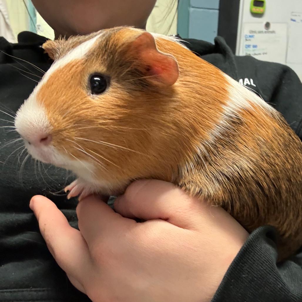 Pumpkin, a Adoptable mixed breed in Providence, RI image 3/4