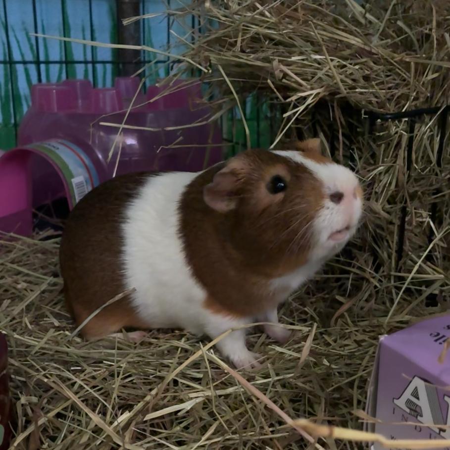 Pumpkin, a Adoptable mixed breed in Providence, RI image 4/4