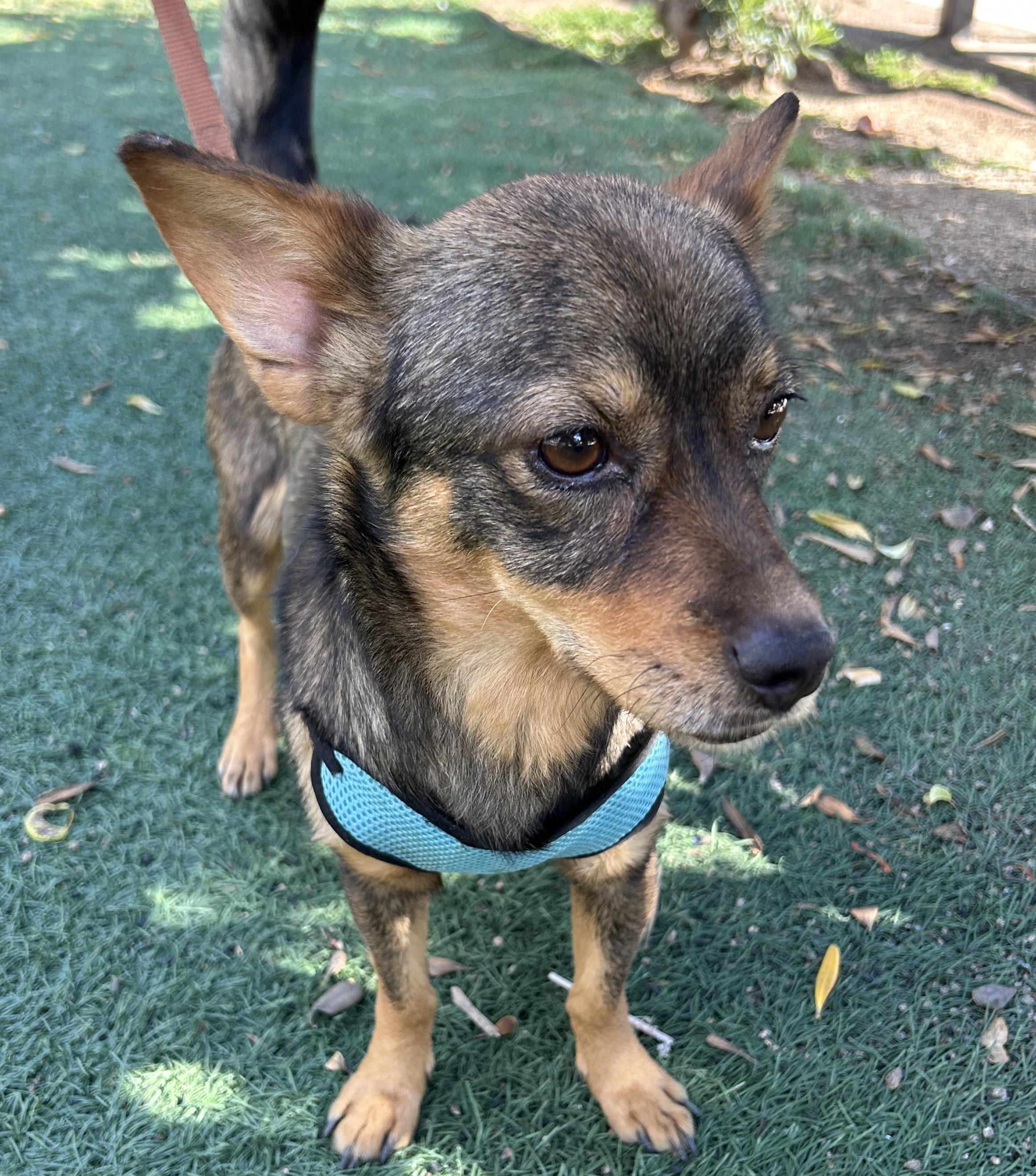 Enlarge ANDY, a ADOPTABLE mixed breed in Bell Gardens, CA image 3/6