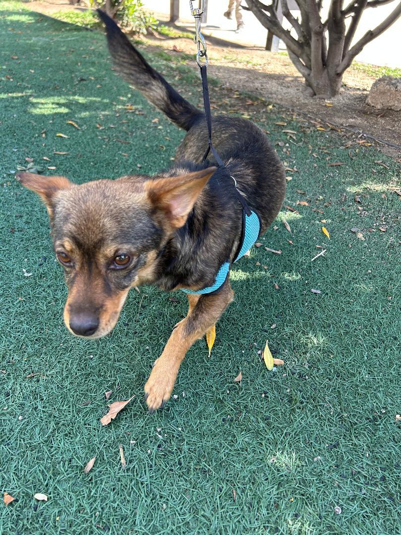 Enlarge ANDY, a ADOPTABLE mixed breed in Bell Gardens, CA image 5/6