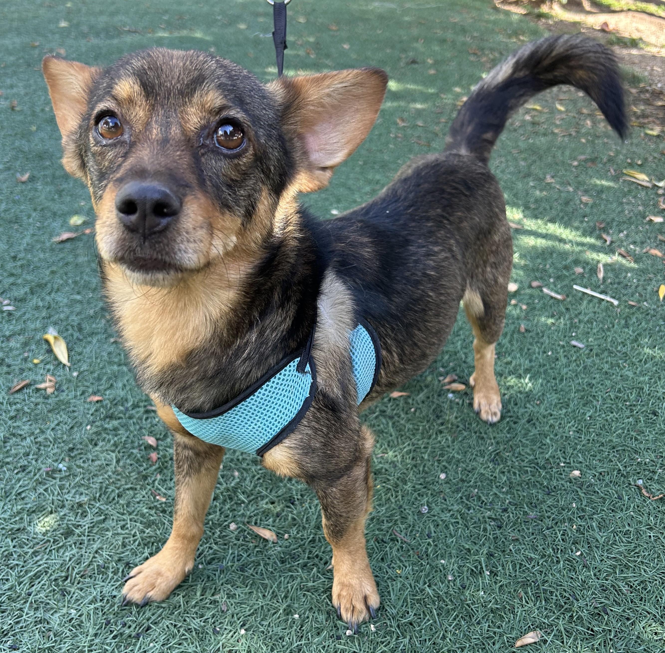 ANDY, ADOPTABLE, Young Male Chiweenie.