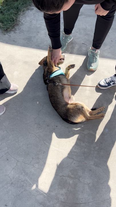 Enlarge ANDY, a ADOPTABLE mixed breed in Bell Gardens, CA video 6/6