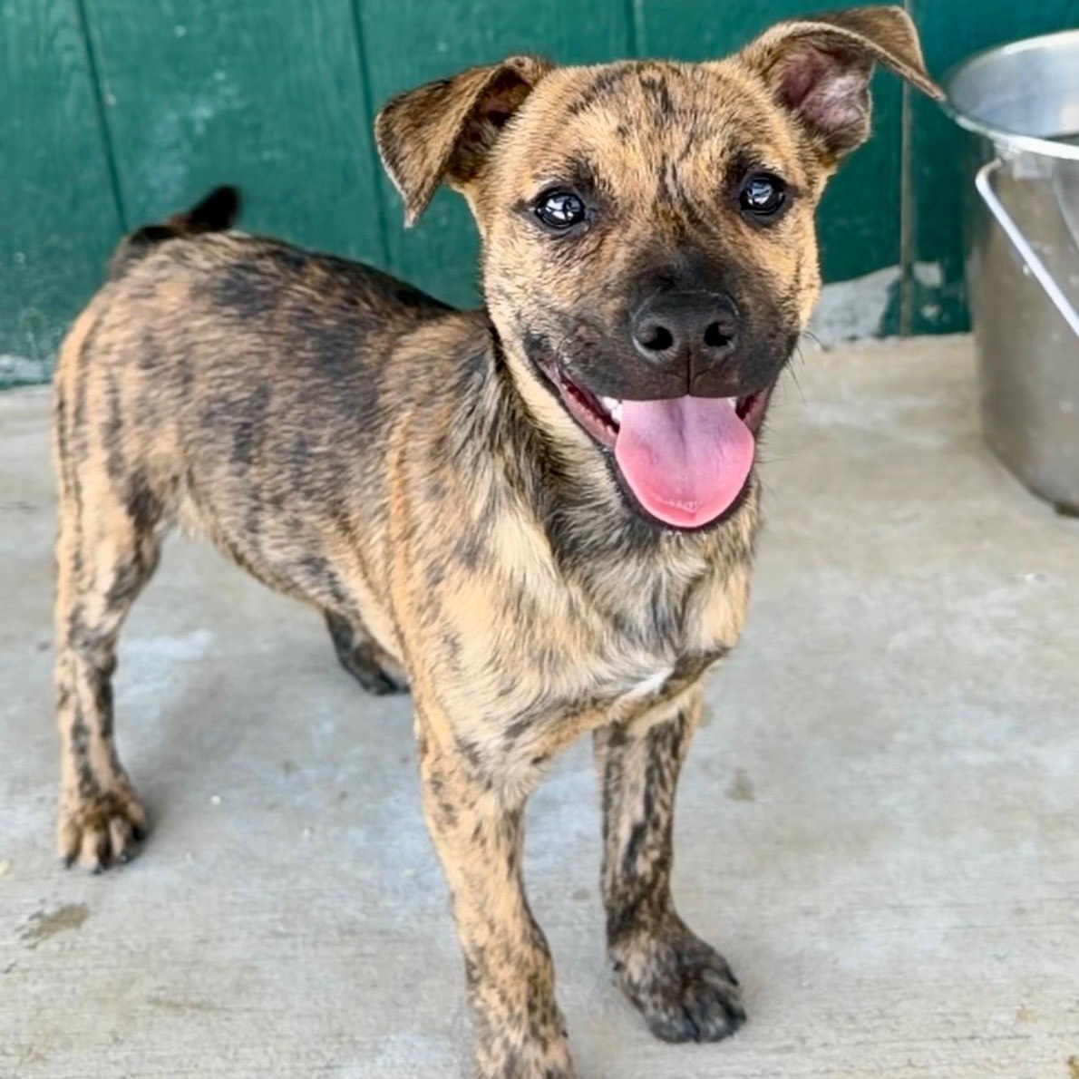 Scout, adopted, Puppy Male Shepherd.