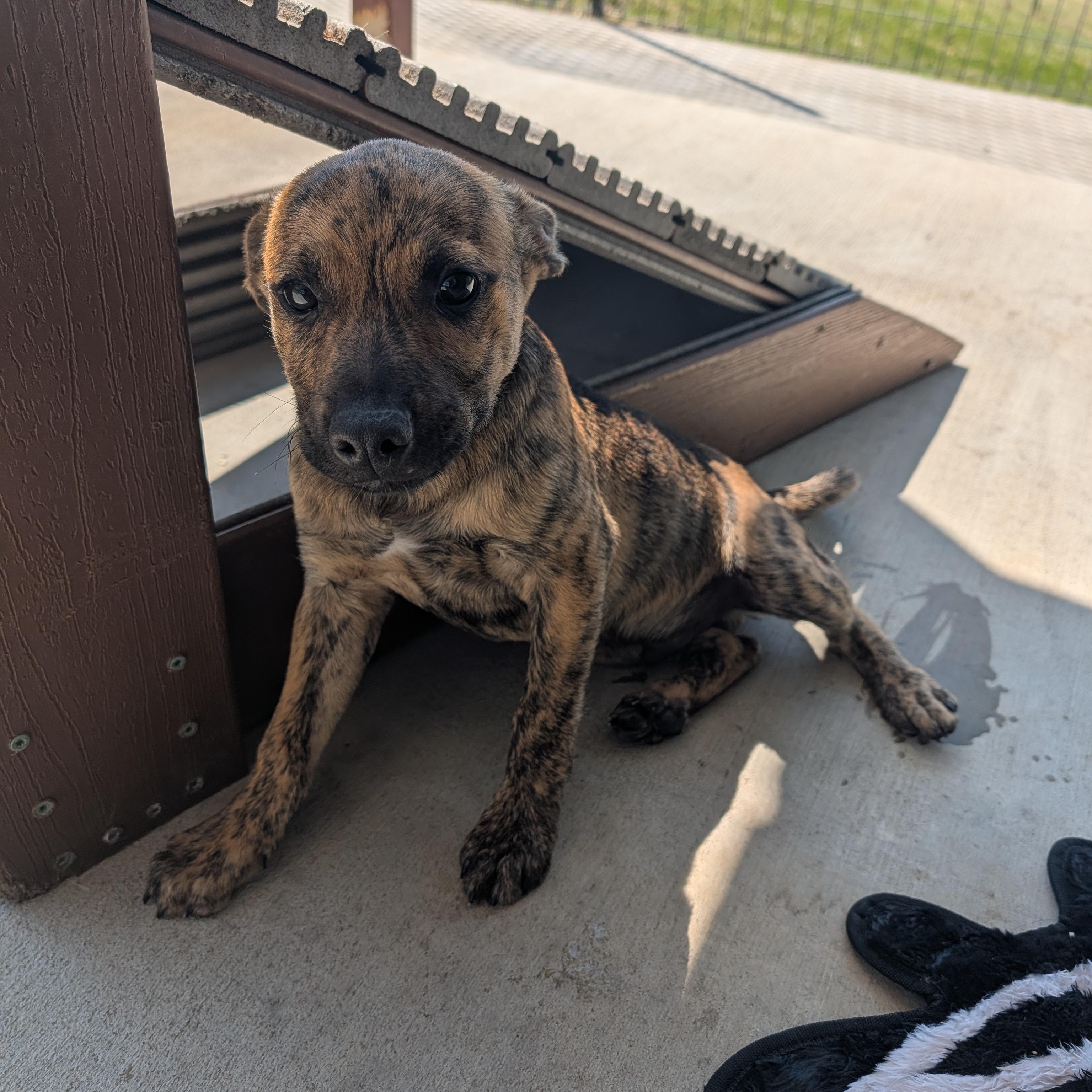 Enlarge Scout, an adopted mixed breed in Bella Vista, AR image 2/2