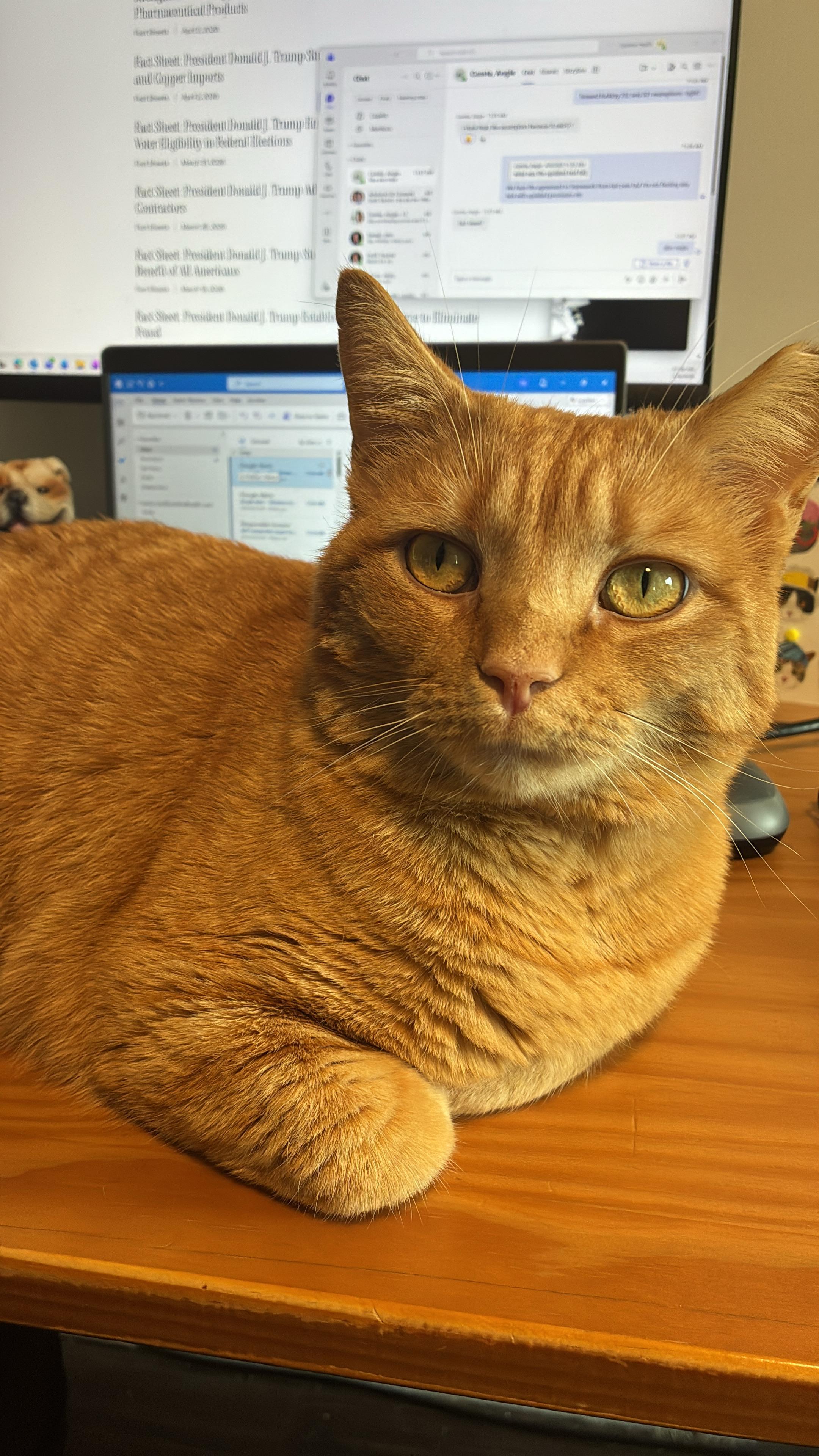 Orange Julius (DC), a Adoptable Domestic Short Hair in Washington, DC image 2/6