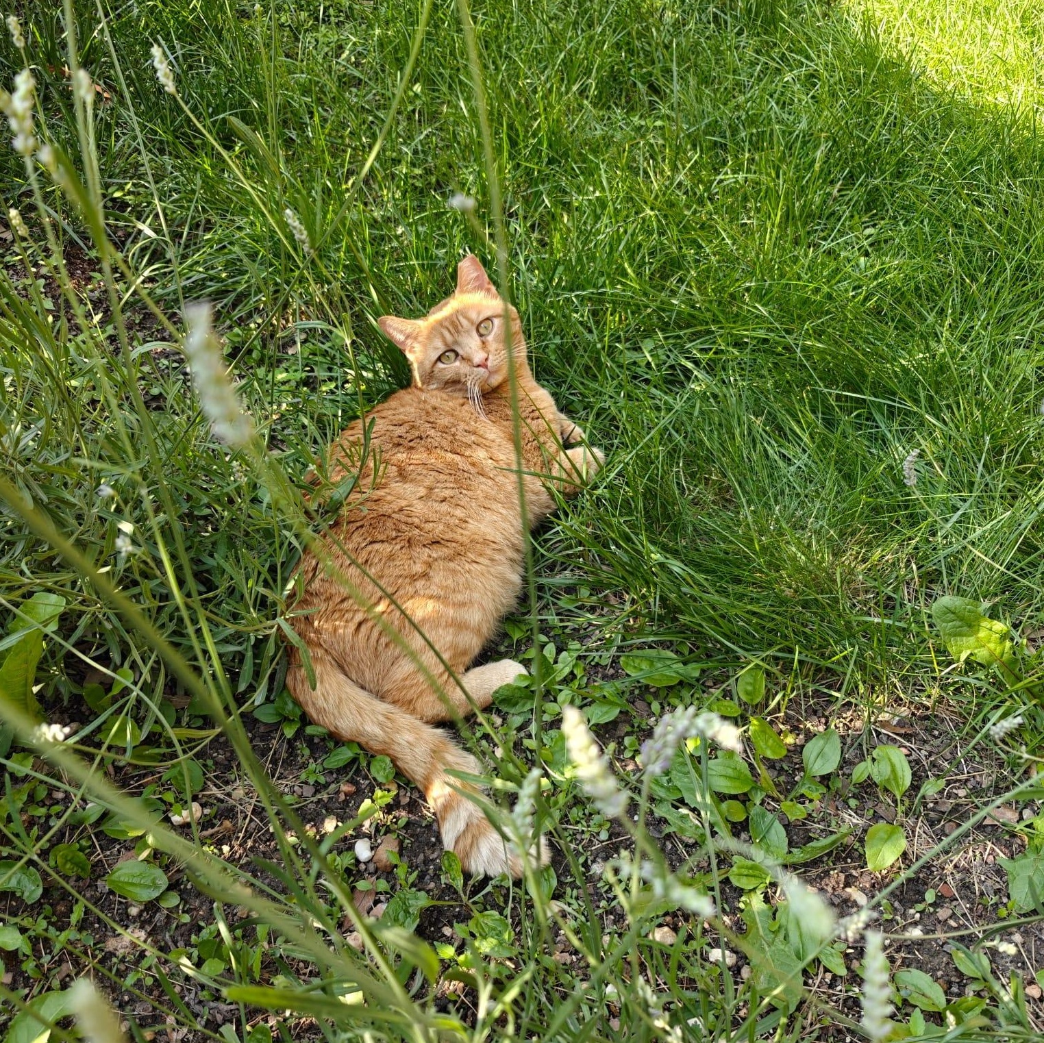 Enlarge Orange Julius (DC), a Adoptable Domestic Short Hair in Washington, DC image 4/6