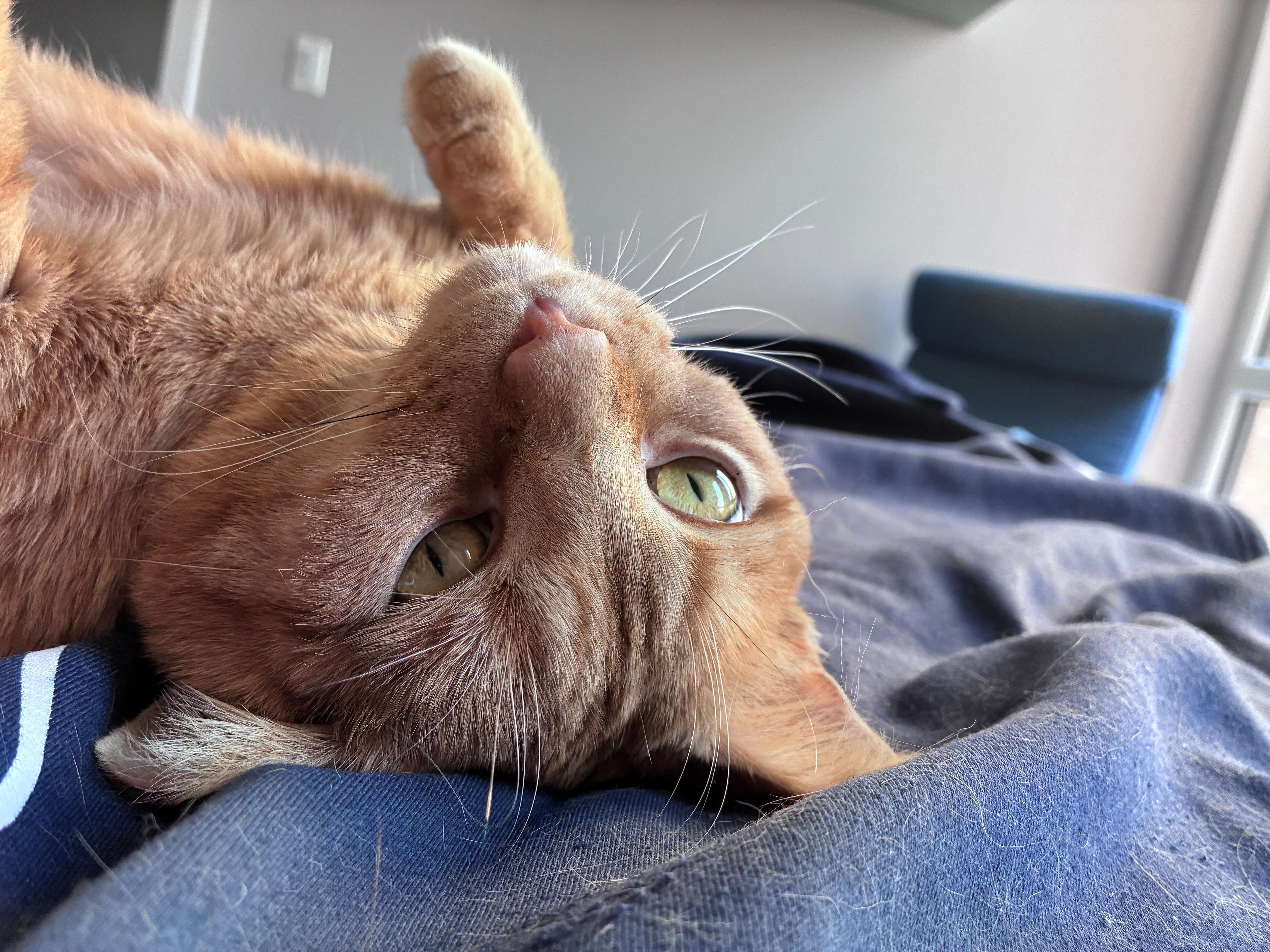Orange Julius (DC), a Adoptable Domestic Short Hair in Washington, DC image 4/6