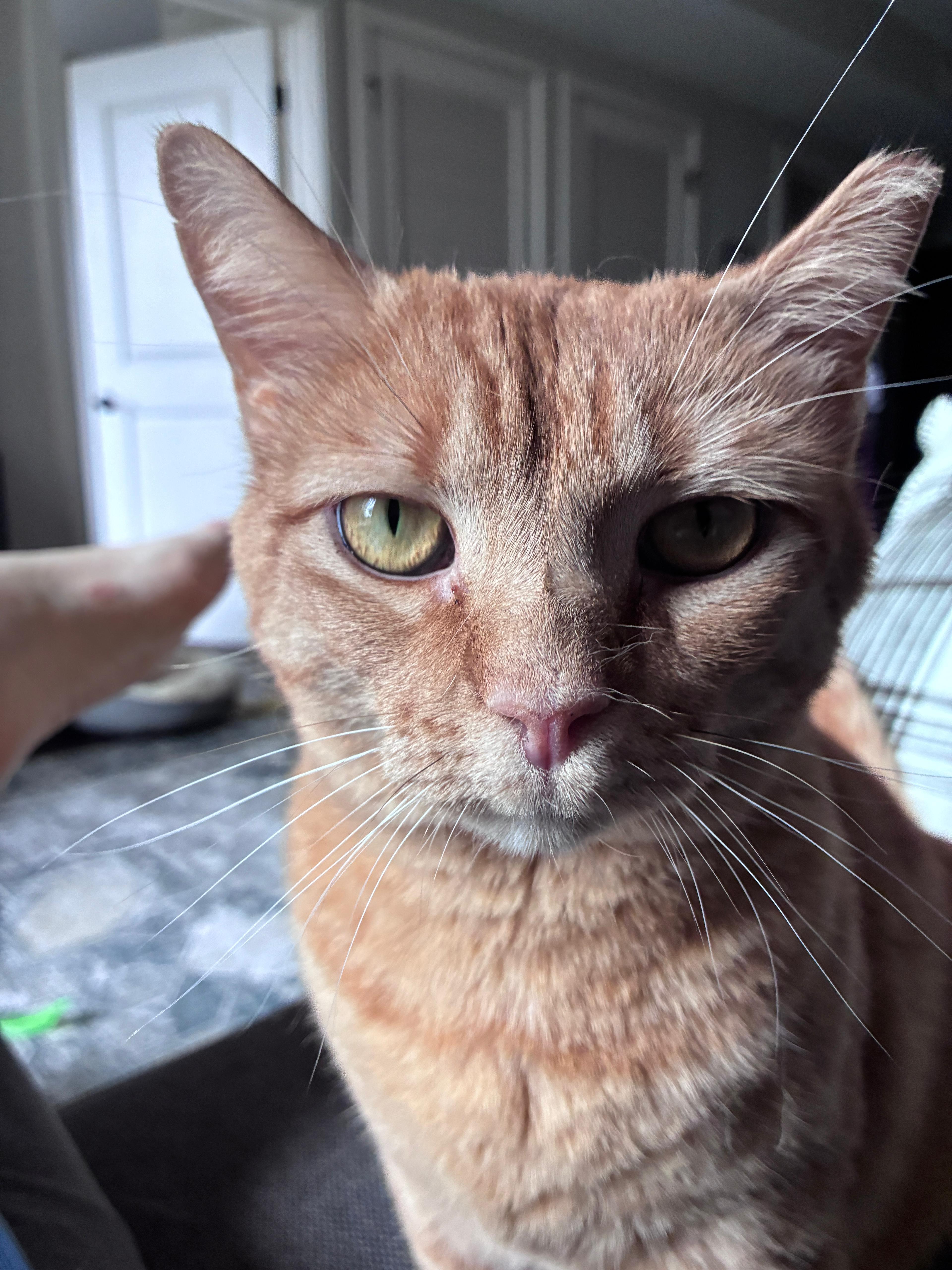 Enlarge Orange Julius (DC), a Adoptable Domestic Short Hair in Washington, DC image 3/6