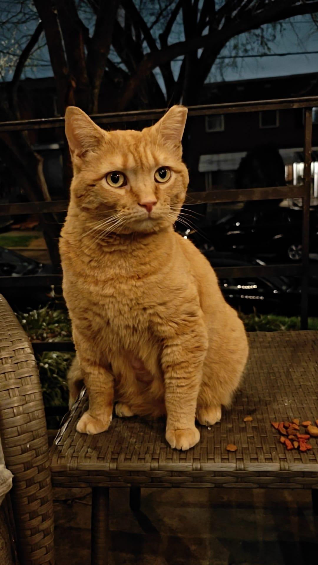 Enlarge Orange Julius (DC), a Adoptable Domestic Short Hair in Washington, DC image 2/6