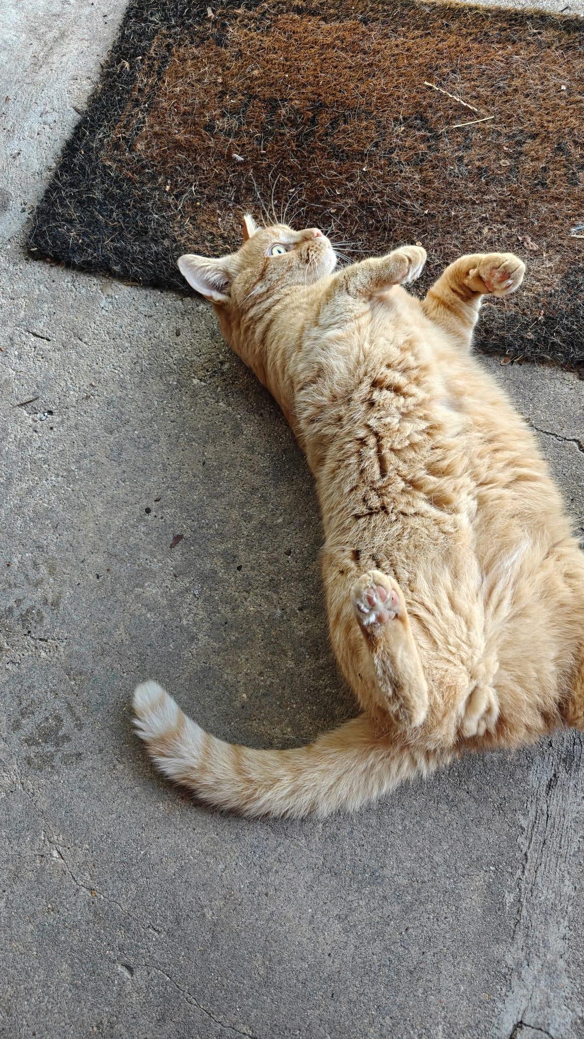 Enlarge Orange Julius (DC), a Adoptable Domestic Short Hair in Washington, DC image 3/6