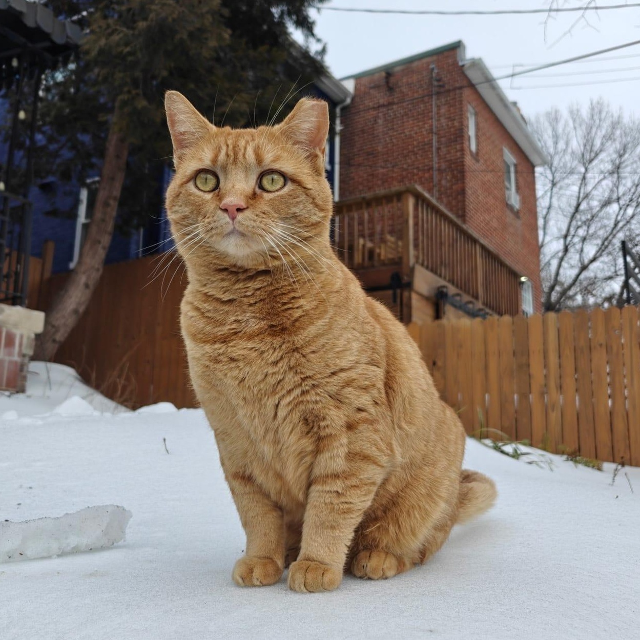 Orange Julius (DC), Adoptable, Adult Male Domestic Short Hair.