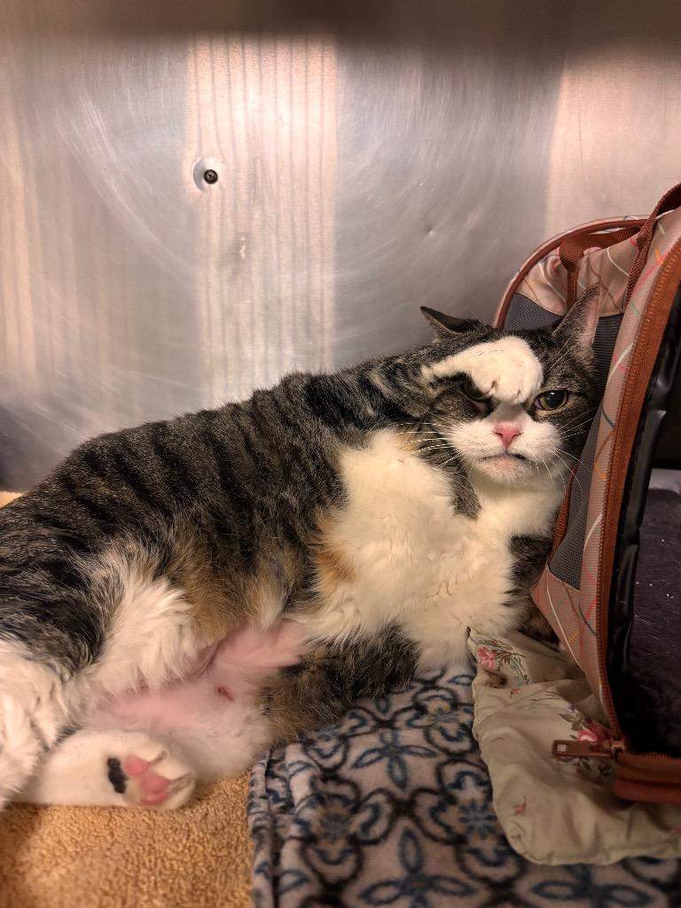 Saphire, Adoptable, Senior Female Domestic Short Hair.