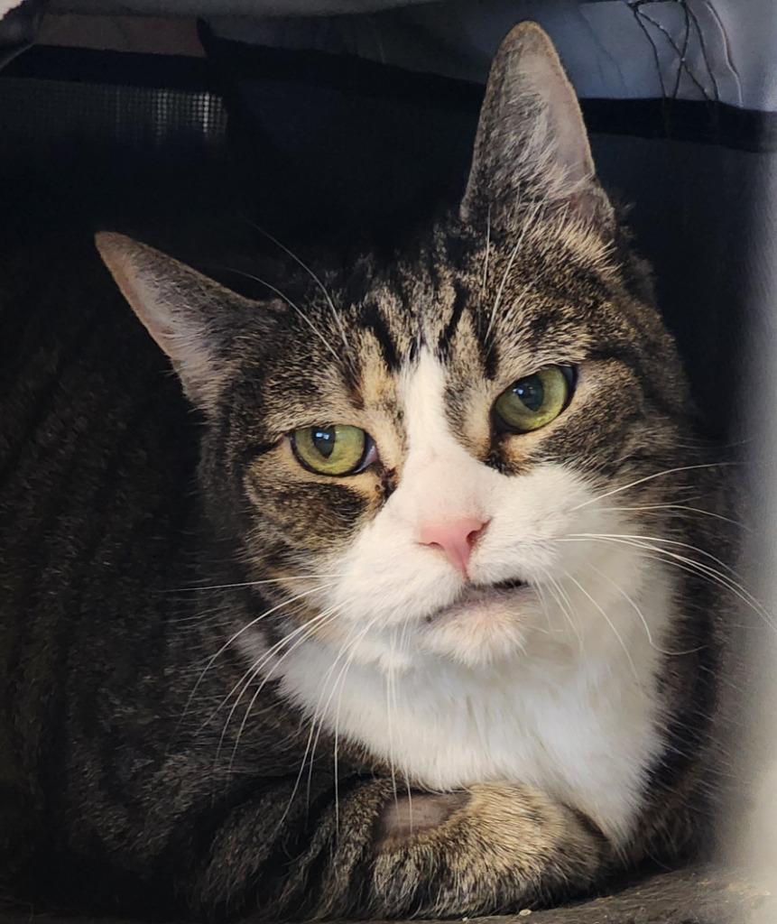 Enlarge Saphire, a Adoptable mixed breed in Port Jervis, NY image 2/4