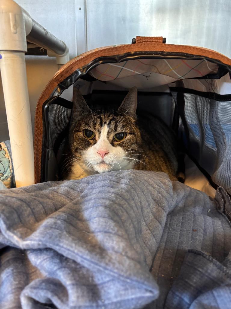 Enlarge Saphire, a Adoptable mixed breed in Port Jervis, NY image 3/4