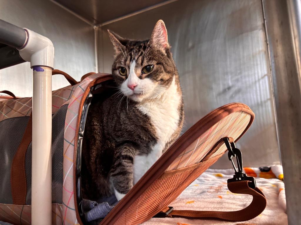 Enlarge Saphire, a Adoptable mixed breed in Port Jervis, NY image 4/4