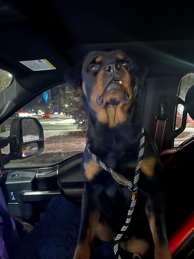 Enlarge Kiva, a Adoptable Rottweiler in Plymouth, MI image 1/6