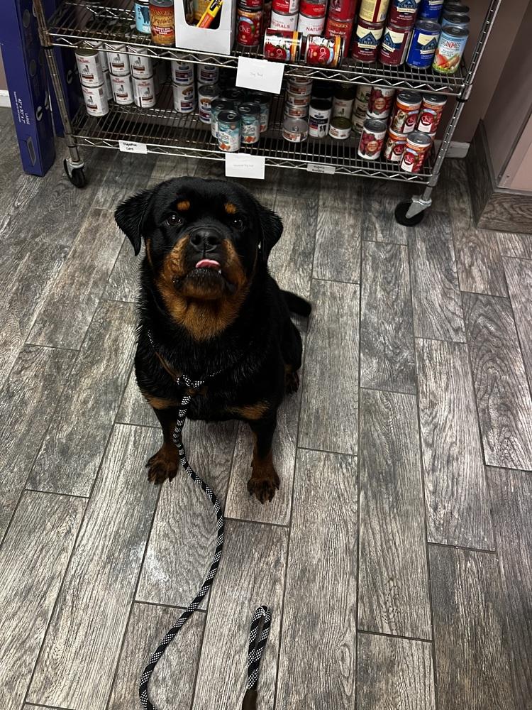 Enlarge Kiva, a Adoptable Rottweiler in Plymouth, MI image 2/6