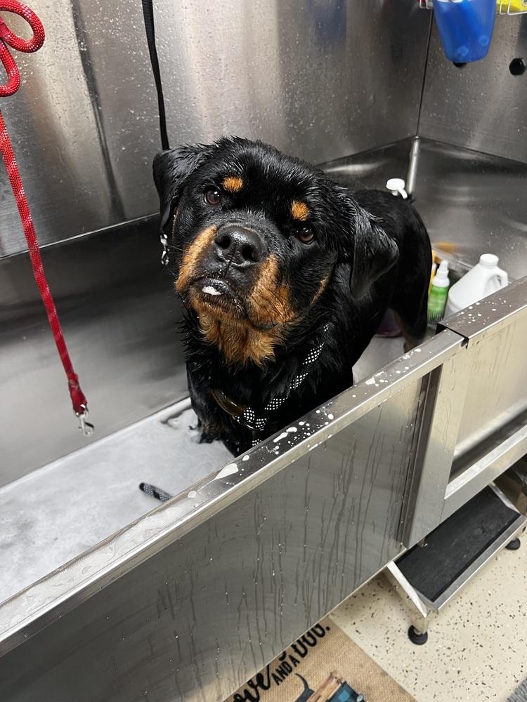 Enlarge Kiva, a Adoptable Rottweiler in Plymouth, MI image 3/6