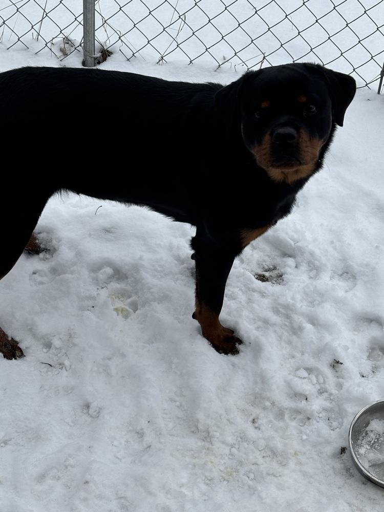Enlarge Kiva, a Adoptable Rottweiler in Plymouth, MI image 4/6