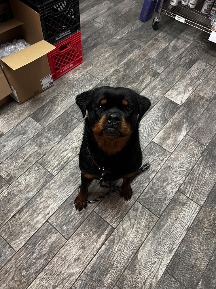 Enlarge Kiva, a Adoptable Rottweiler in Plymouth, MI image 5/6