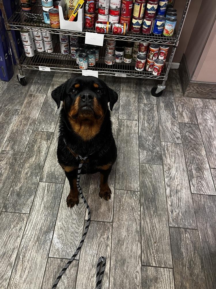 Enlarge Kiva, a Adoptable Rottweiler in Plymouth, MI image 6/6