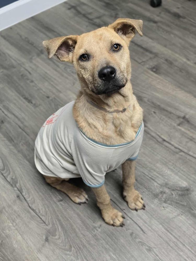 Tommy, Adoptable, Adult Male Labrador Retriever.