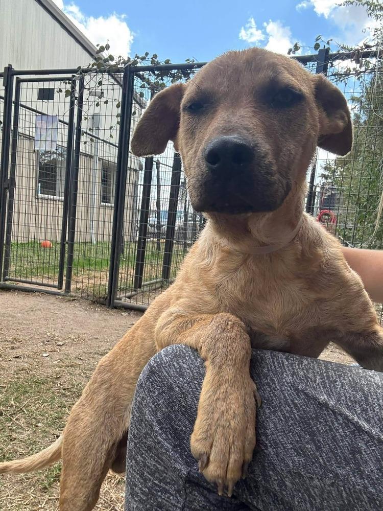 Tommy, a Adoptable Labrador Retriever in Aurora, CO image 2/4