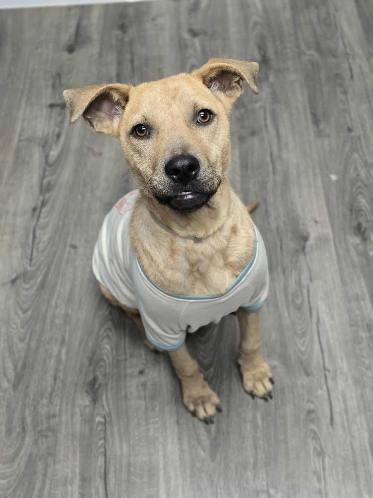 Tommy, a Adoptable Labrador Retriever in Aurora, CO image 3/4