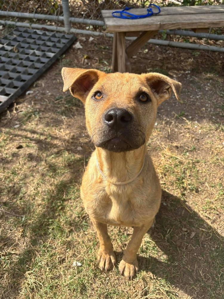 Tommy, a Adoptable Labrador Retriever in Aurora, CO image 4/4
